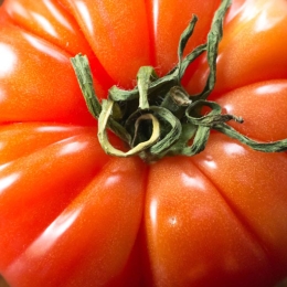 red heirloom tomato