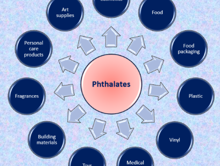 Representation of the many uses of phthalates: cosmetics, food, packaging, and medical devices, among others