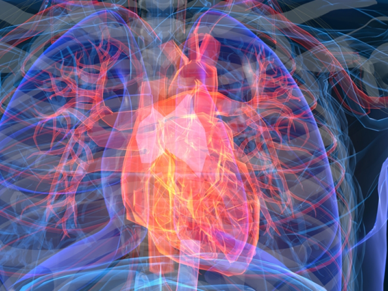 stylized image of a human heart